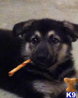 Puppies in GA